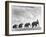 Circus Elephants Walking in Line-Cornell Capa-Framed Photographic Print