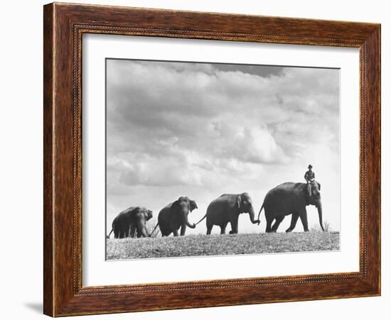 Circus Elephants Walking in Line-Cornell Capa-Framed Photographic Print