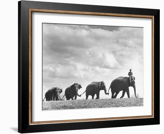 Circus Elephants Walking in Line-Cornell Capa-Framed Photographic Print