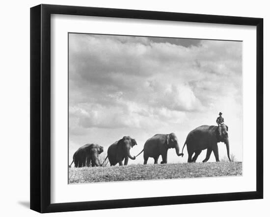 Circus Elephants Walking in Line-Cornell Capa-Framed Photographic Print