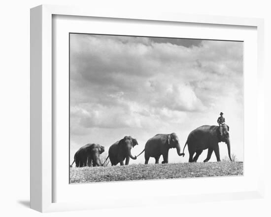 Circus Elephants Walking in Line-Cornell Capa-Framed Photographic Print