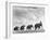 Circus Elephants Walking in Line-Cornell Capa-Framed Photographic Print