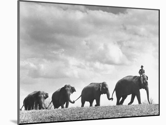 Circus Elephants Walking in Line-Cornell Capa-Mounted Photographic Print