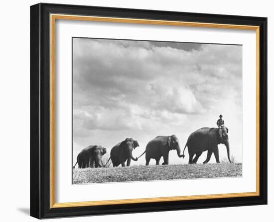 Circus Elephants Walking in Line-Cornell Capa-Framed Photographic Print