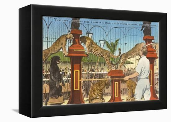 Circus Leopards, Panther, Lion, Sarasota, Florida-null-Framed Stretched Canvas