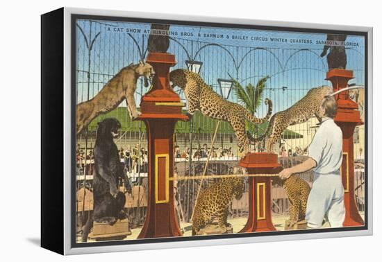 Circus Leopards, Panther, Lion, Sarasota, Florida-null-Framed Stretched Canvas