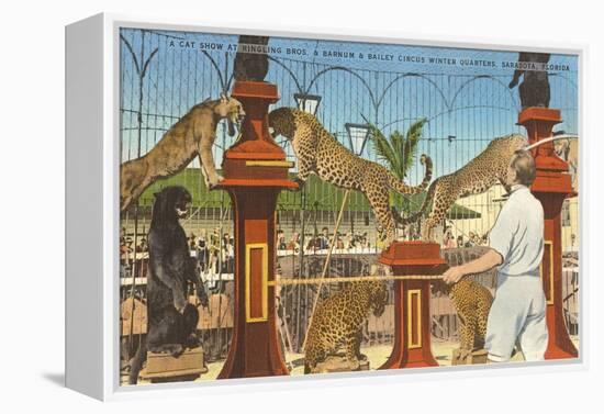 Circus Leopards, Panther, Lion, Sarasota, Florida-null-Framed Stretched Canvas