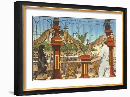 Circus Leopards, Panther, Lion, Sarasota, Florida-null-Framed Art Print