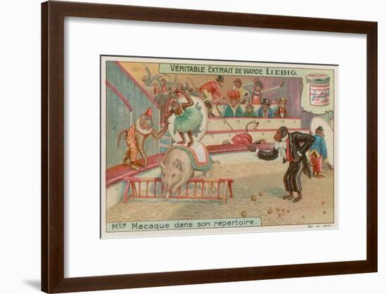 Circus of Monkeys-null-Framed Premium Giclee Print