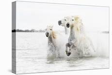 Horses Hight Key-Ciro De Simone-Framed Giclee Print
