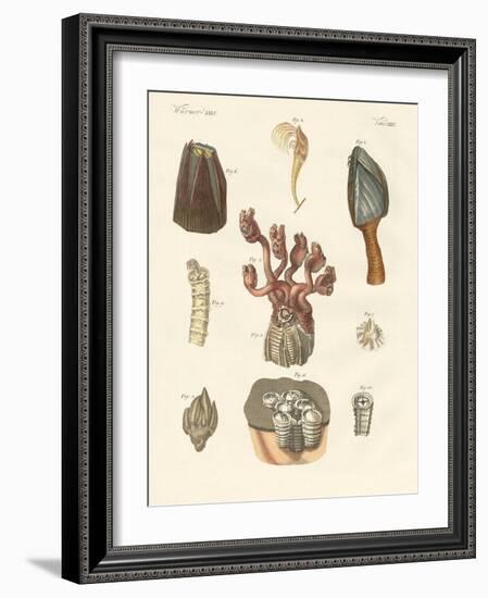 Cirrhipodas, Bristleworms or Brachiopods-null-Framed Giclee Print