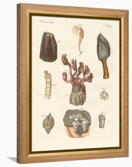 Cirrhipodas, Bristleworms or Brachiopods-null-Framed Premier Image Canvas