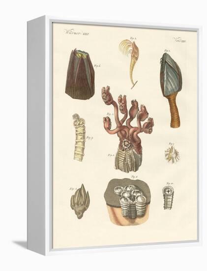 Cirrhipodas, Bristleworms or Brachiopods-null-Framed Premier Image Canvas