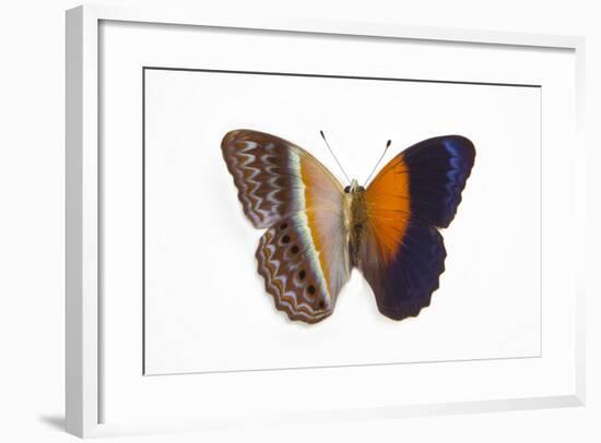 Cirrochroa Regina Butterfly Comparing the Top and Underside of Wings-Darrell Gulin-Framed Photographic Print