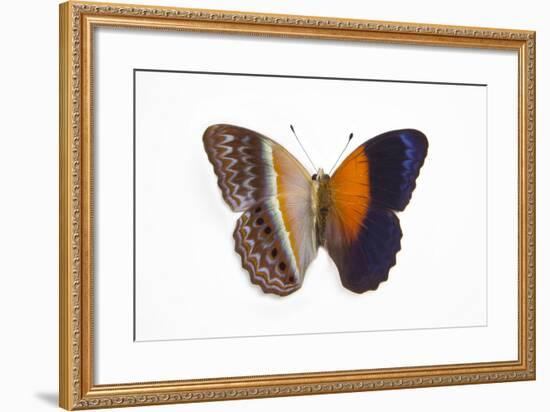 Cirrochroa Regina Butterfly Comparing the Top and Underside of Wings-Darrell Gulin-Framed Photographic Print