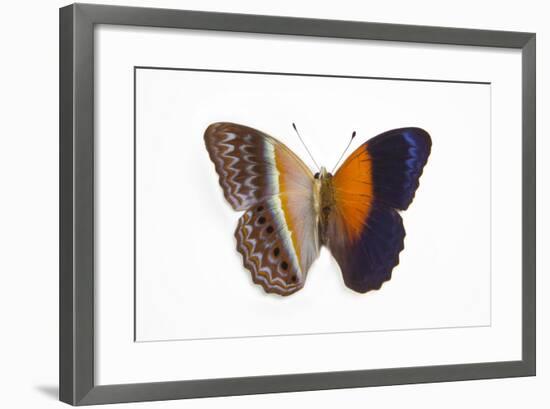 Cirrochroa Regina Butterfly Comparing the Top and Underside of Wings-Darrell Gulin-Framed Photographic Print