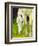 Cisco Sees-Blenda Tyvoll-Framed Giclee Print