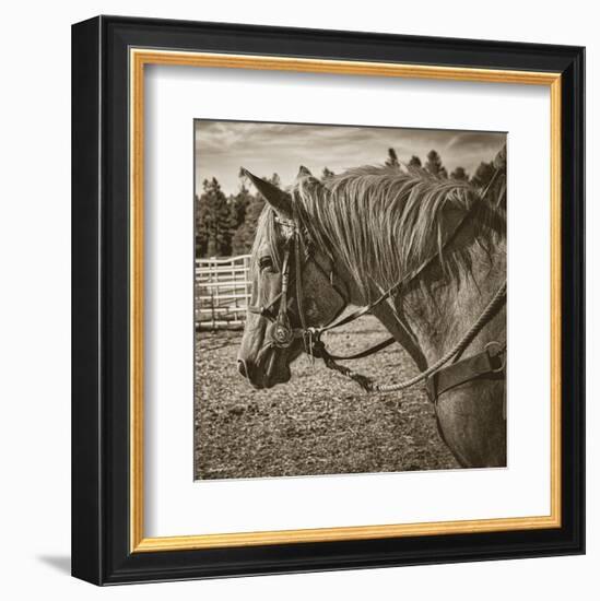 Cisco-Barry Hart-Framed Art Print