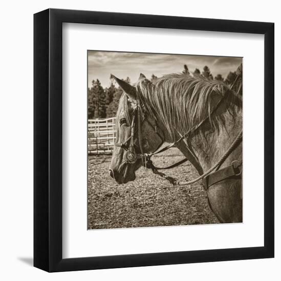 Cisco-Barry Hart-Framed Art Print