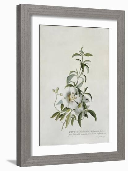 Cistus, 1747-Georg Dionysius Ehret-Framed Giclee Print