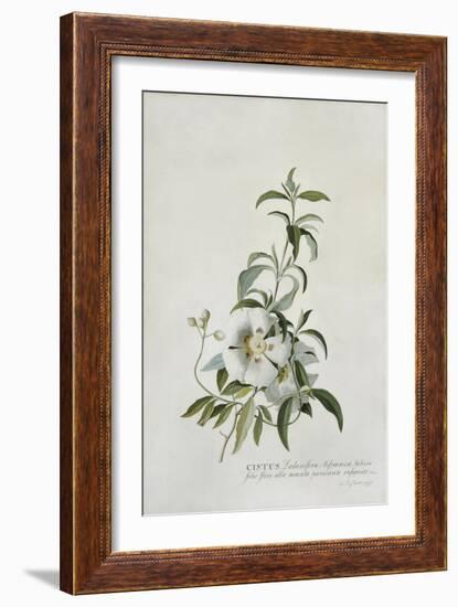 Cistus, 1747-Georg Dionysius Ehret-Framed Giclee Print