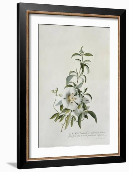 Cistus, 1747-Georg Dionysius Ehret-Framed Giclee Print