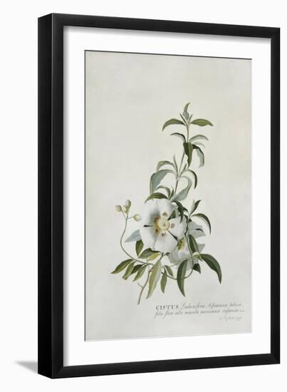 Cistus, 1747-Georg Dionysius Ehret-Framed Giclee Print