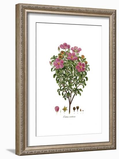 Cistus creticus, Flora Graeca-Ferdinand Bauer-Framed Giclee Print