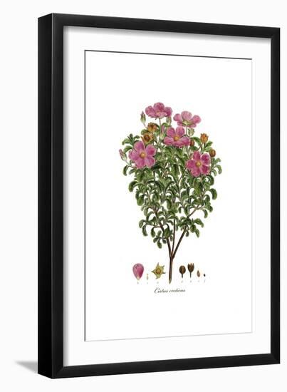 Cistus creticus, Flora Graeca-Ferdinand Bauer-Framed Giclee Print