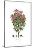 Cistus creticus, Flora Graeca-Ferdinand Bauer-Mounted Giclee Print