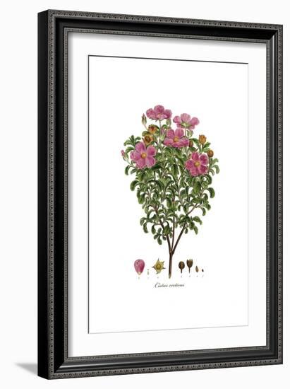 Cistus creticus, Flora Graeca-Ferdinand Bauer-Framed Giclee Print