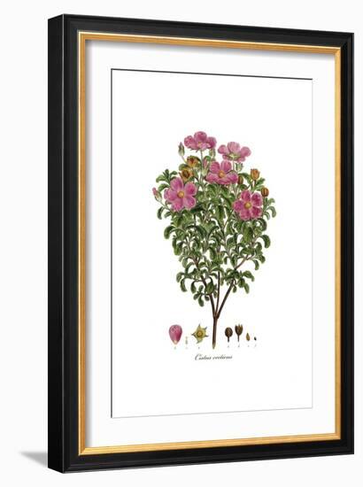 Cistus creticus, Flora Graeca-Ferdinand Bauer-Framed Giclee Print