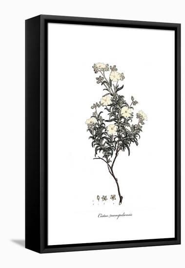 Cistus monspeliensis, Flora Graeca-Ferdinand Bauer-Framed Premier Image Canvas