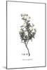 Cistus monspeliensis, Flora Graeca-Ferdinand Bauer-Mounted Giclee Print