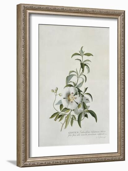 Cistus-Georg Dionysius Ehret-Framed Giclee Print