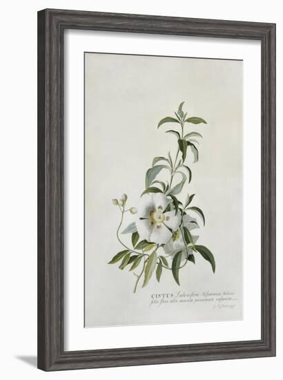 Cistus-Georg Dionysius Ehret-Framed Giclee Print