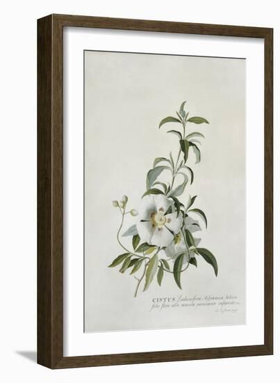 Cistus-Georg Dionysius Ehret-Framed Giclee Print