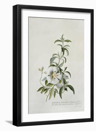 Cistus-Georg Dionysius Ehret-Framed Giclee Print