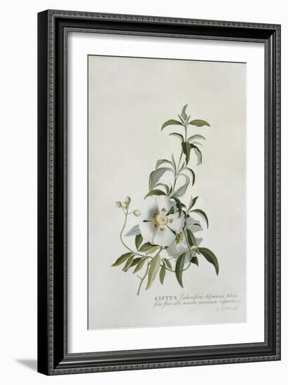 Cistus-Georg Dionysius Ehret-Framed Giclee Print