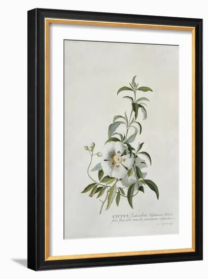 Cistus-Georg Dionysius Ehret-Framed Giclee Print