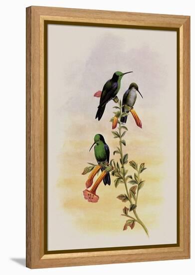 Citado Wood-Nymph, Thalurania Hypochlora-John Gould-Framed Premier Image Canvas