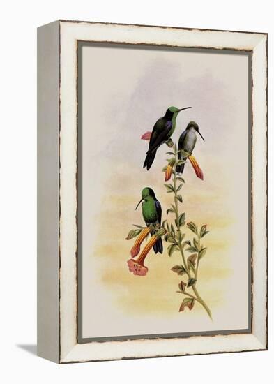 Citado Wood-Nymph, Thalurania Hypochlora-John Gould-Framed Premier Image Canvas