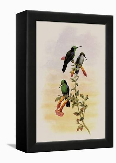 Citado Wood-Nymph, Thalurania Hypochlora-John Gould-Framed Premier Image Canvas