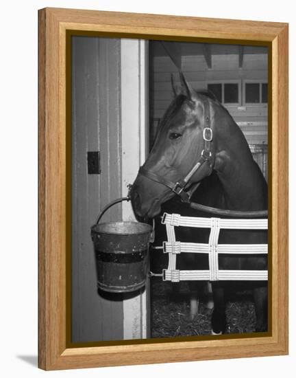 Citation in Stall-Tony Linck-Framed Premier Image Canvas