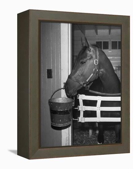 Citation in Stall-Tony Linck-Framed Premier Image Canvas