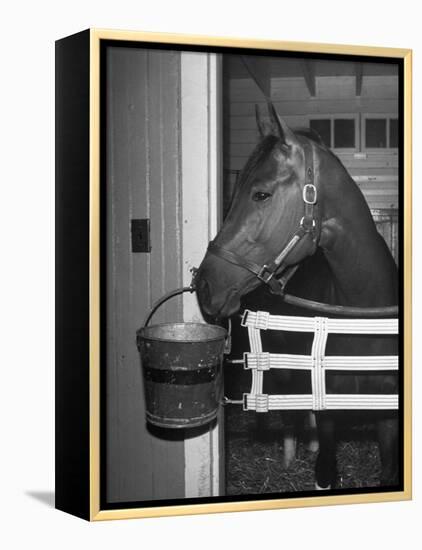 Citation in Stall-Tony Linck-Framed Premier Image Canvas