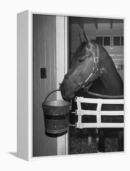 Citation in Stall-Tony Linck-Framed Premier Image Canvas