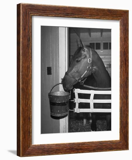 Citation in Stall-Tony Linck-Framed Photographic Print