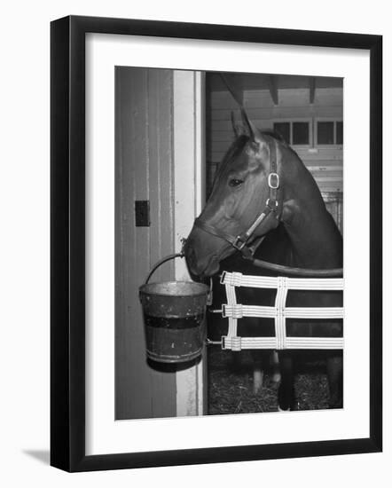 Citation in Stall-Tony Linck-Framed Photographic Print