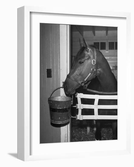 Citation in Stall-Tony Linck-Framed Photographic Print